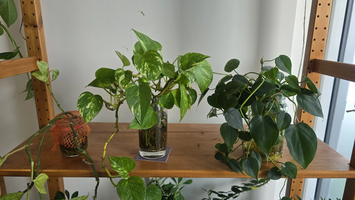 Pothos cuttings in water