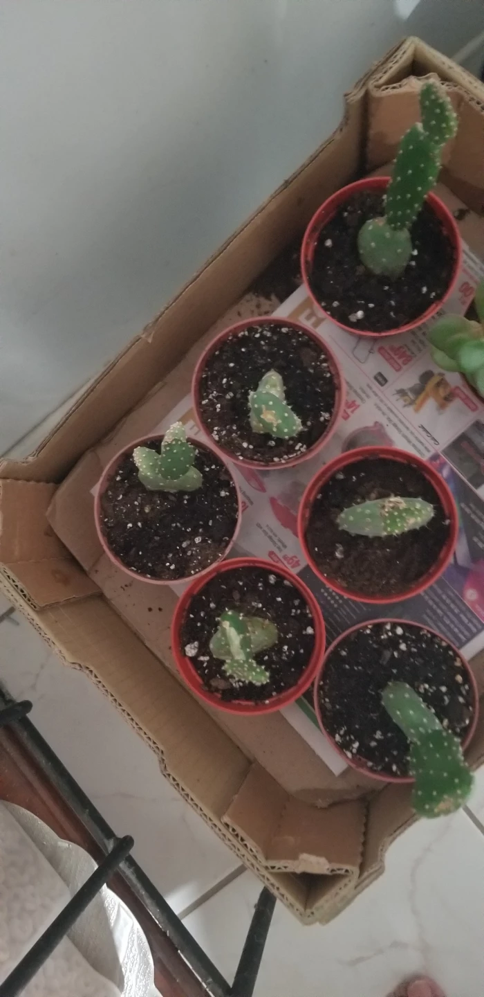 Cactus Plants in Red Pots - photo 2