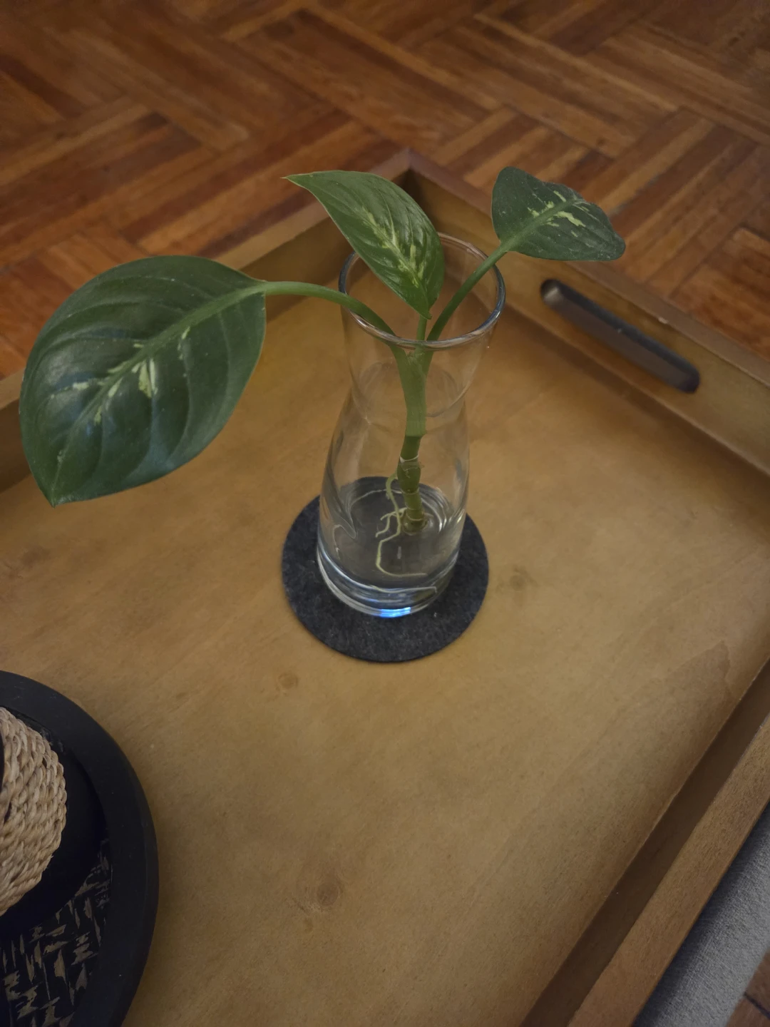Varigated Plant Cutting