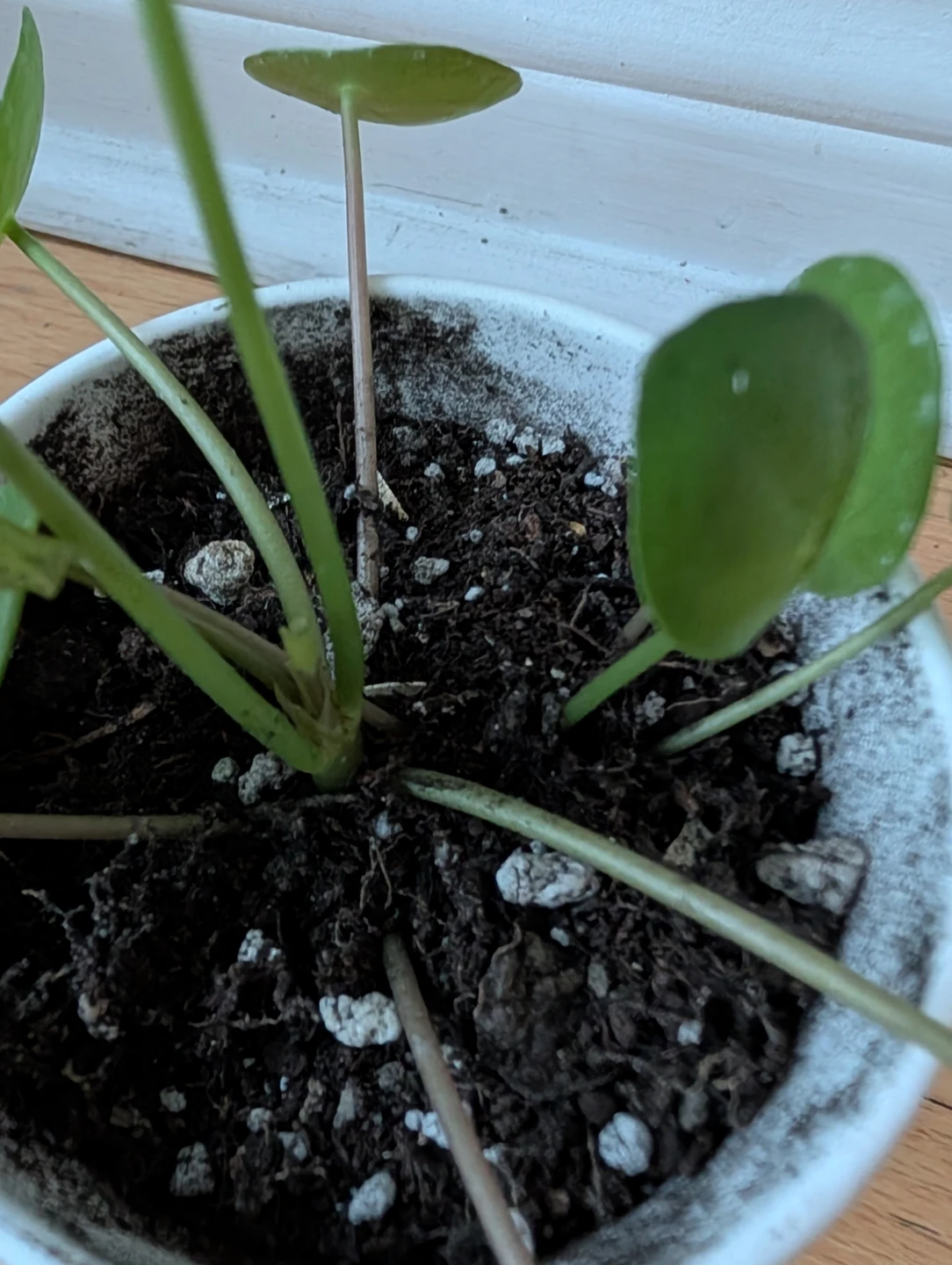 Chinese Money Plant (Pilea peperomioides) - photo 2
