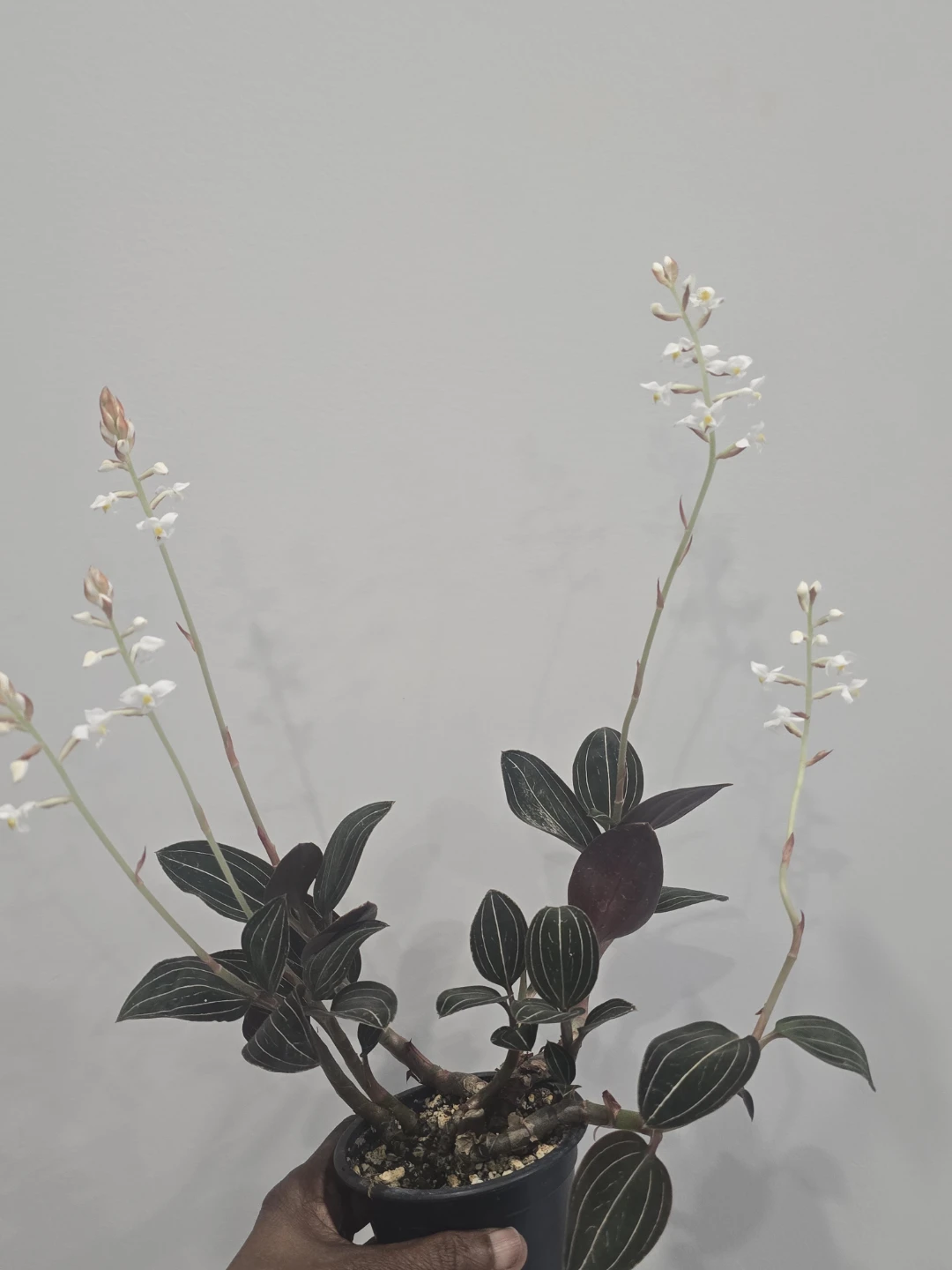 Jewel Orchid Plant - photo 3