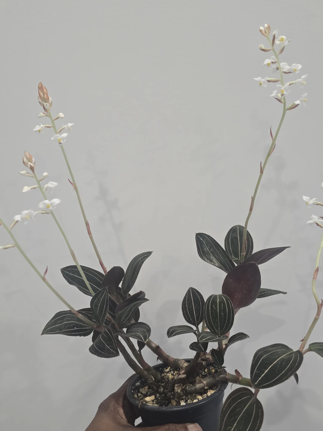 Jewel Orchid Plant - photo 4