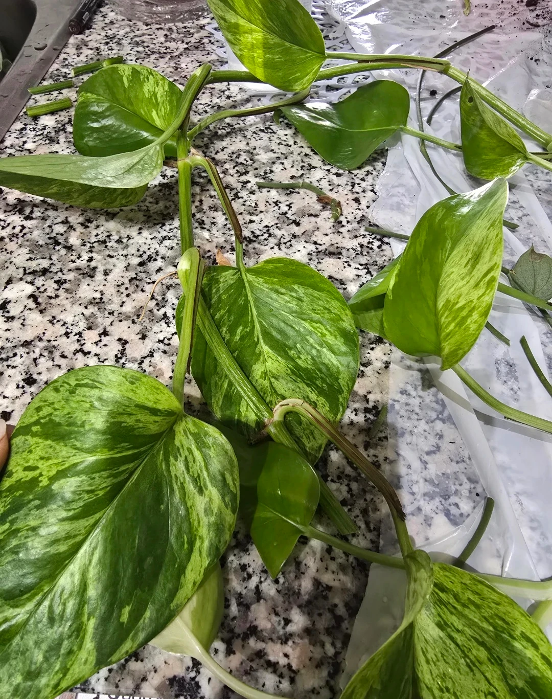 Marble Queen Pothos Cuttings