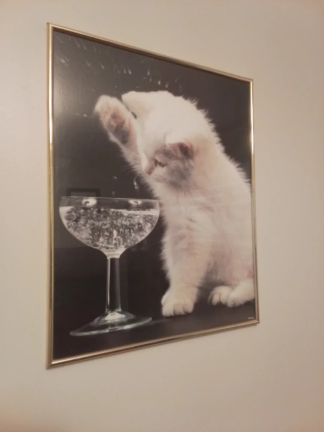 Cat Framed Print