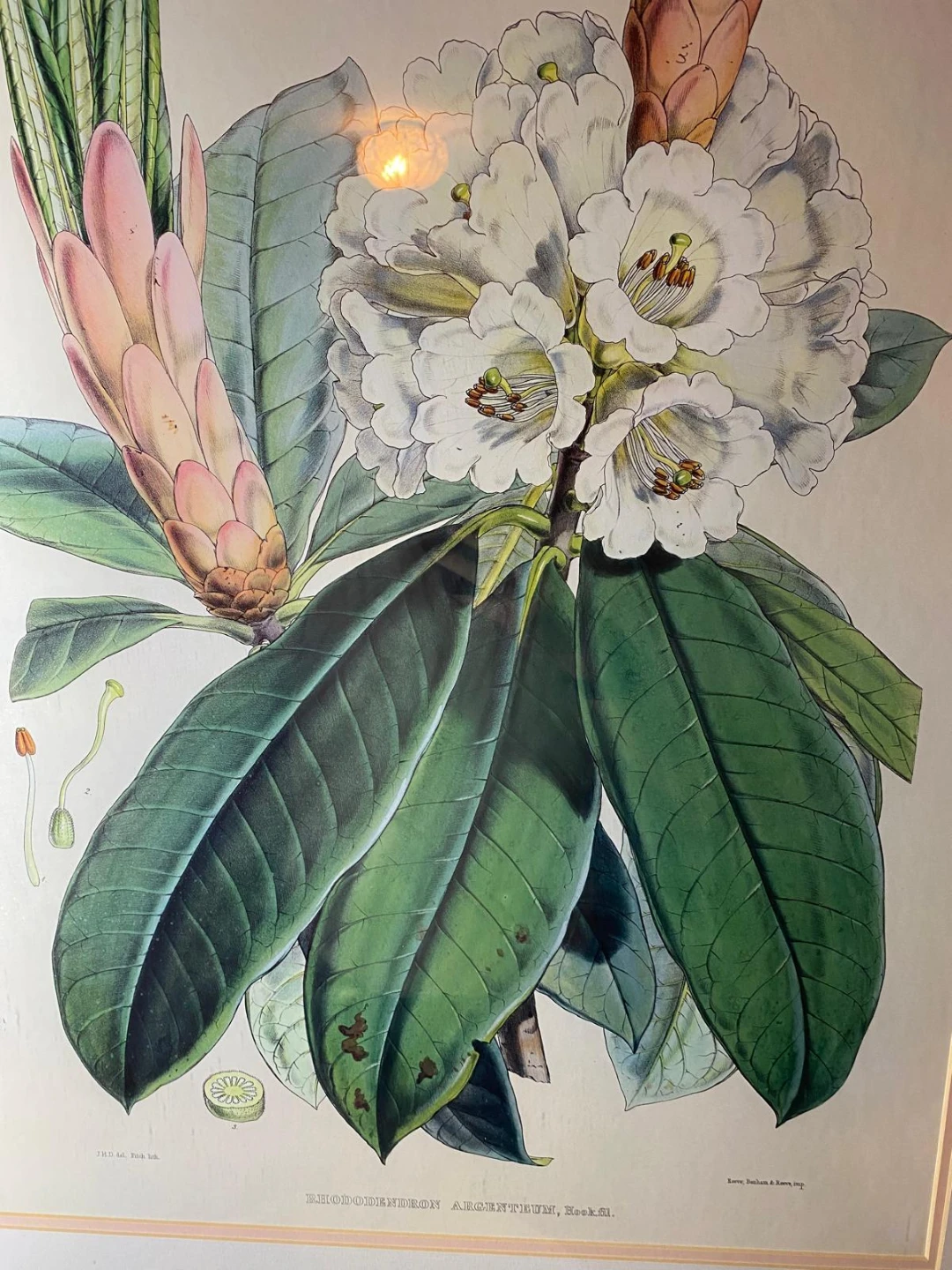 Framed Rhododendron Argenteum Botanical Print - photo 2