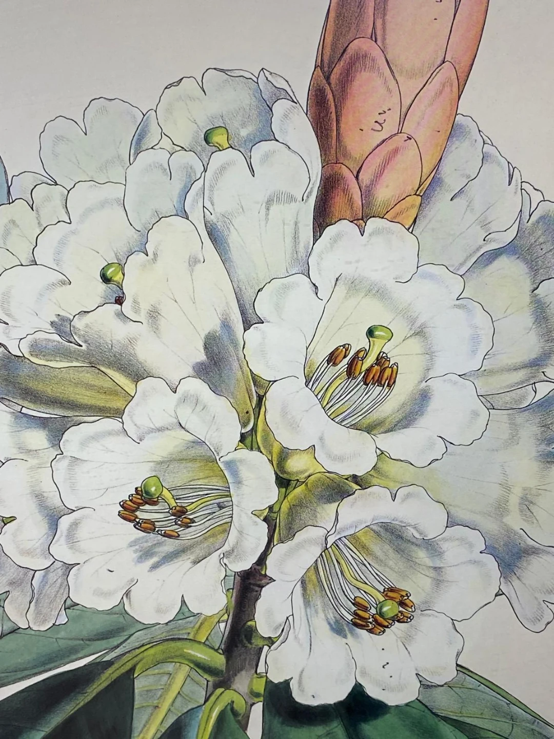 Framed Rhododendron Argenteum Botanical Print - photo 3
