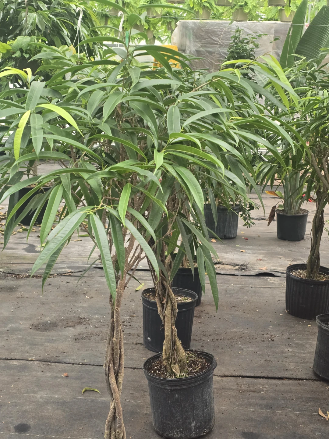 Braided Ficus Tree