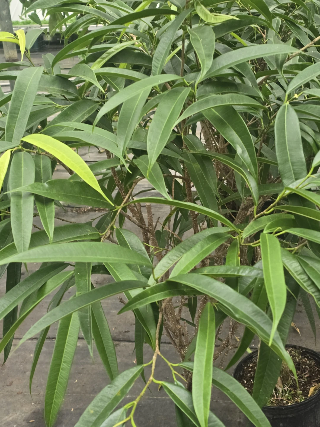 Braided Ficus Tree - photo 2