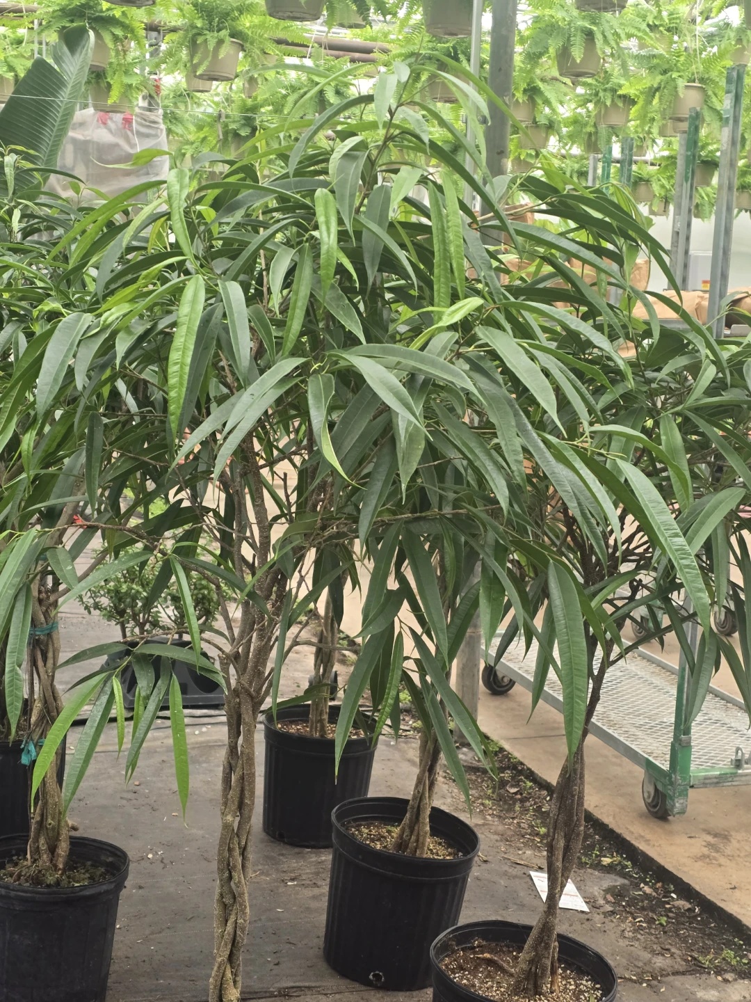 Braided Ficus Tree - photo 3