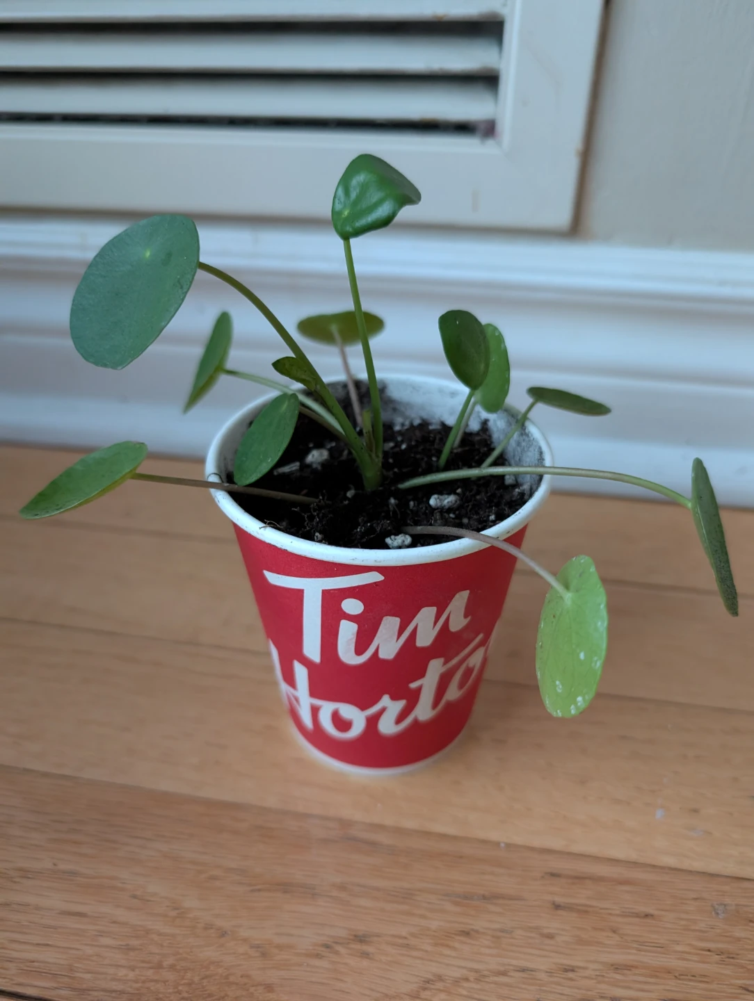 Chinese Money Plant (Pilea peperomioides)