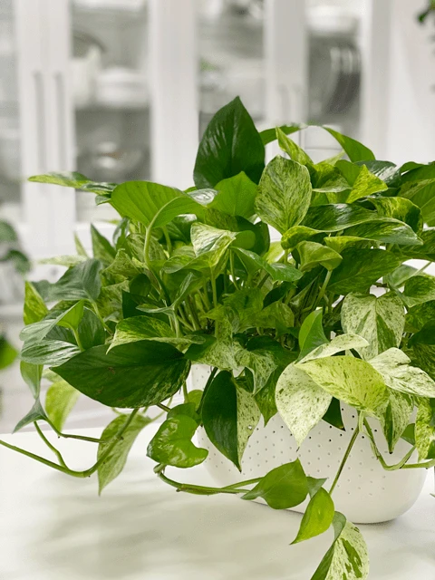 Marble Queen Pothos Cuttings - photo 2