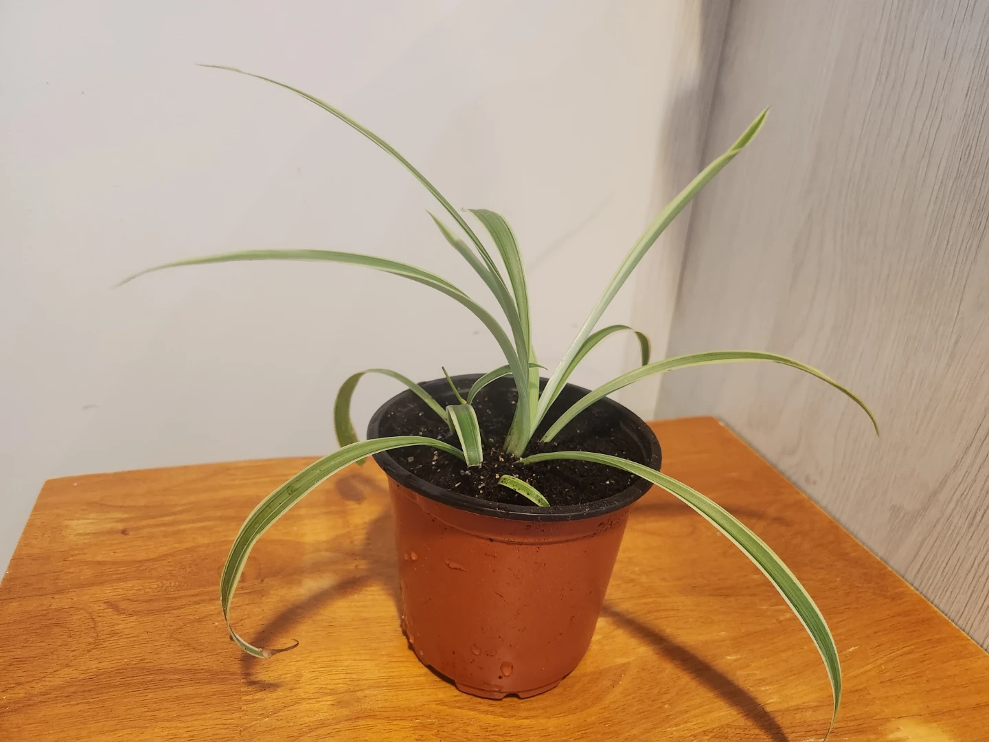 Spider Plant in Brown Pot