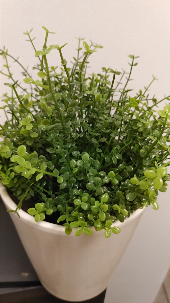 Artificial Plant in White Pot - photo 2