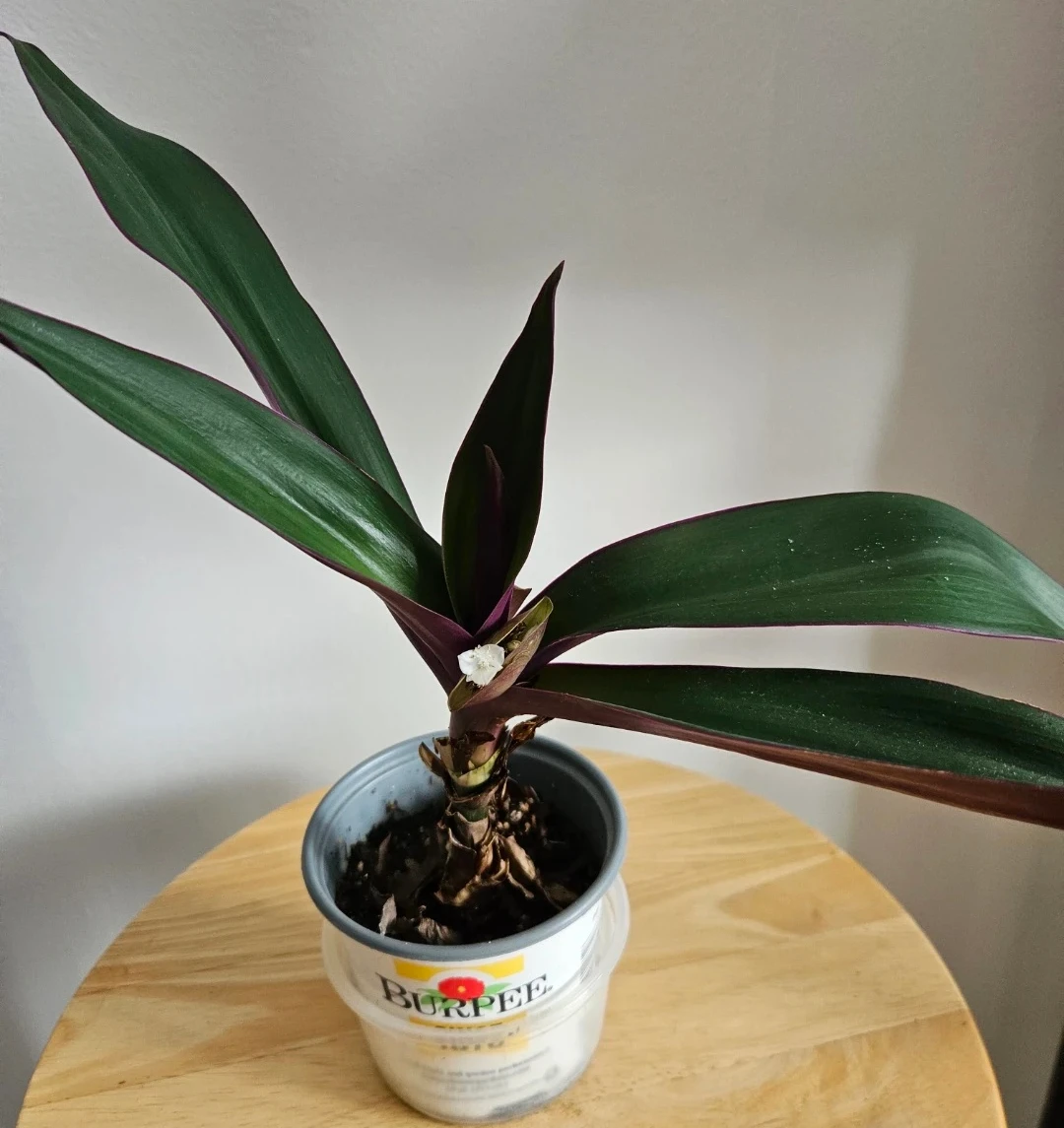 Tradescantia Spathacea Plant (Oyster Plant) - photo 4