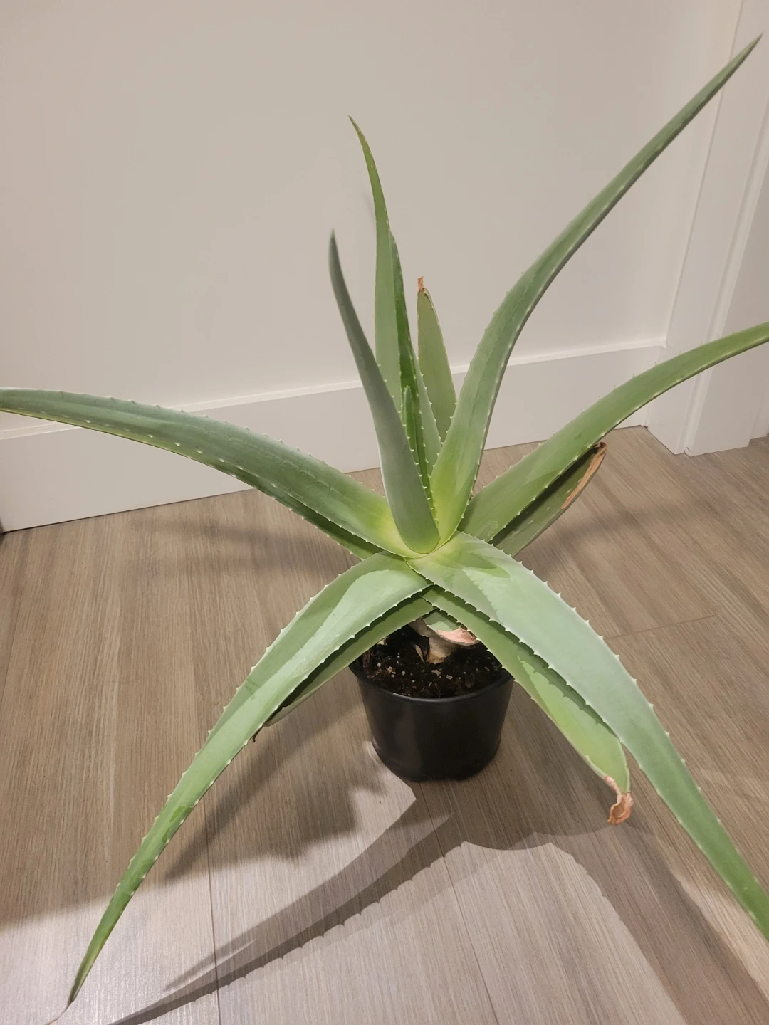 Aloe Vera Plant