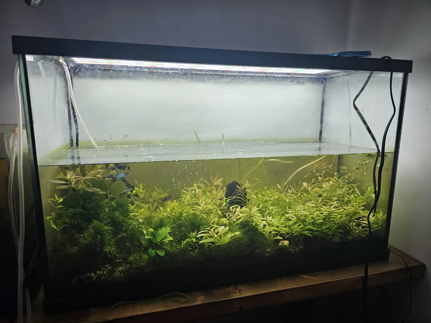 Fish Tank with Plants and everything in it