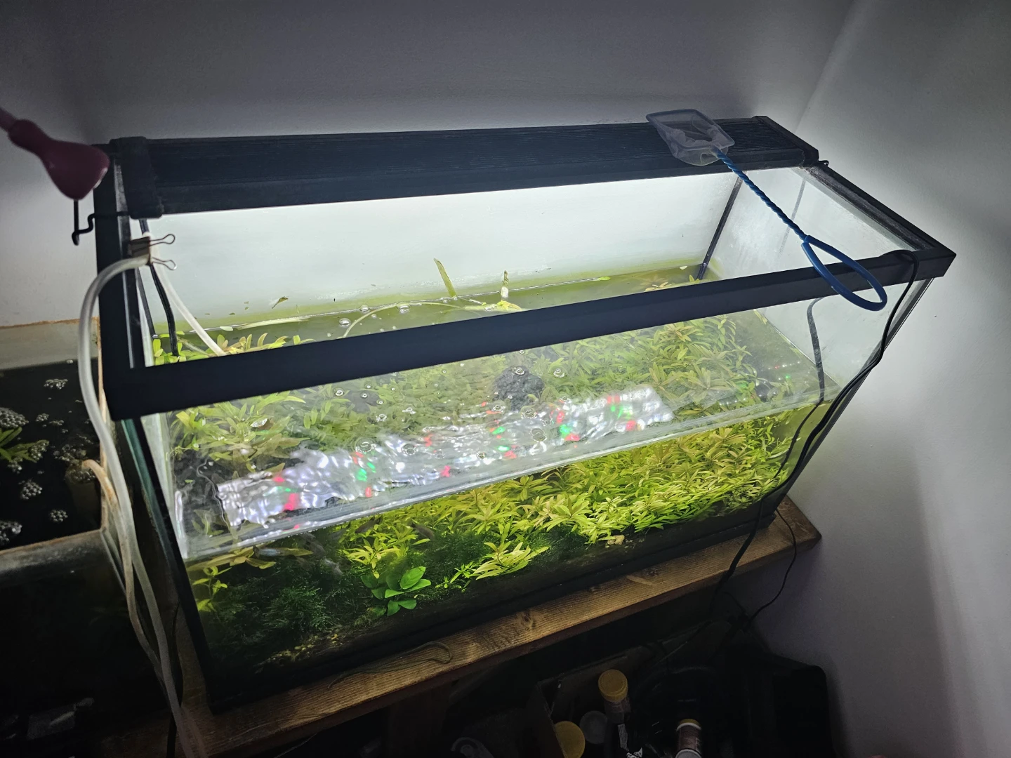 Fish Tank with Plants and everything in it - photo 3