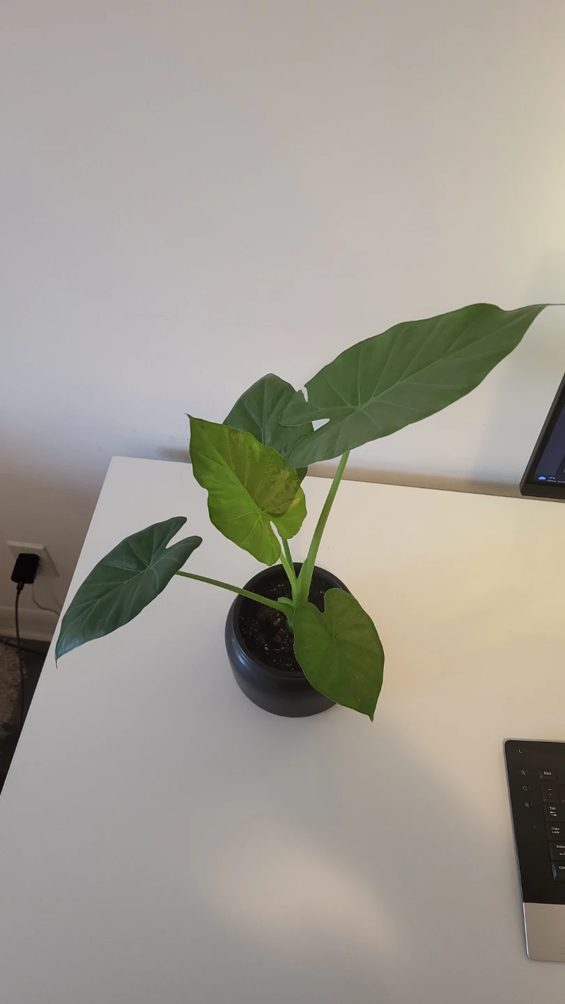 Elephant Ear Plant - photo 2