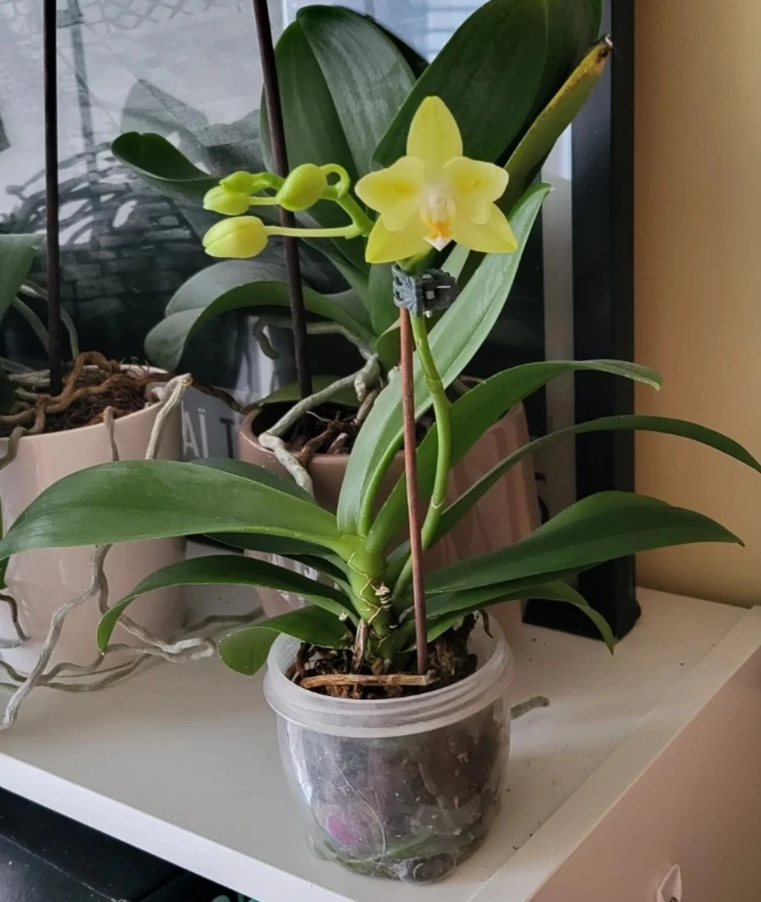 🤎 Yellow Phalaenopsis Orchid