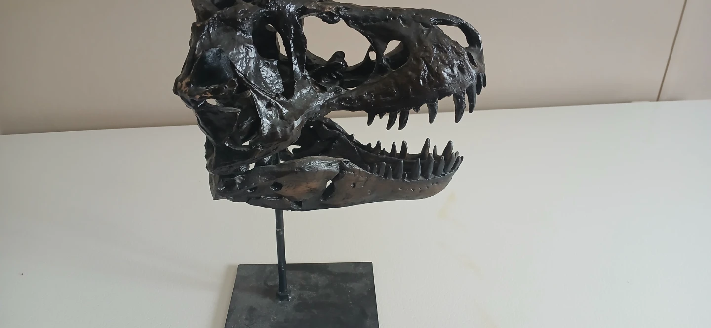 Dinosaur Skull Replica on Stand