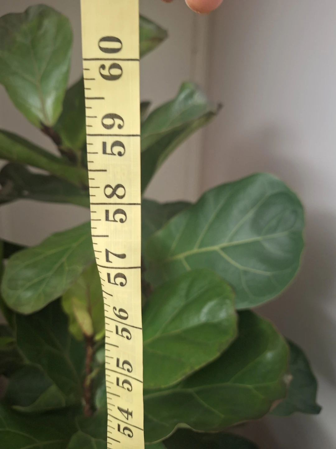 Fiddle Leaf Fig Plant with white ceramic pot - photo 4
