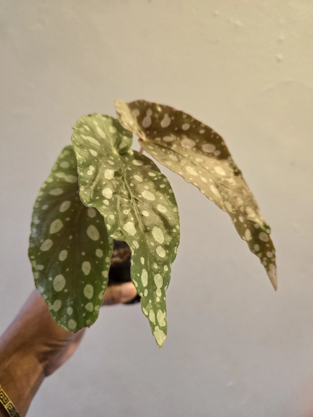 Begonia Plant✨️🪴