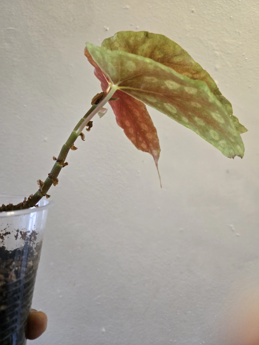 Begonia Plant✨️🪴 - photo 2