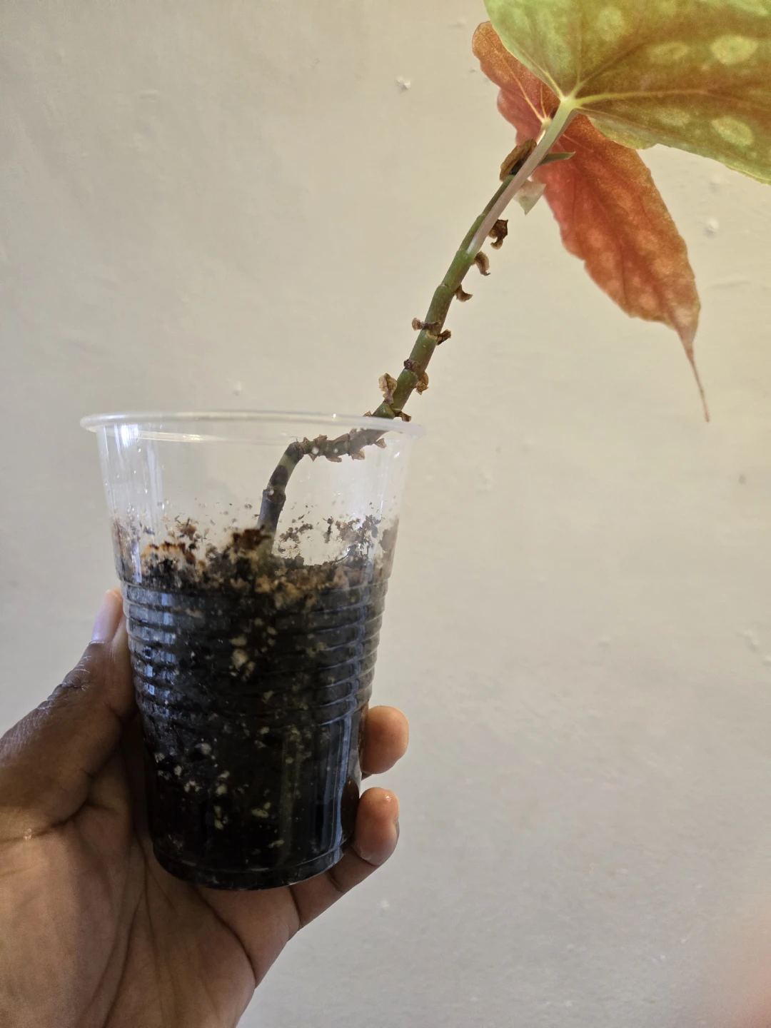 Begonia Plant✨️🪴 - photo 3