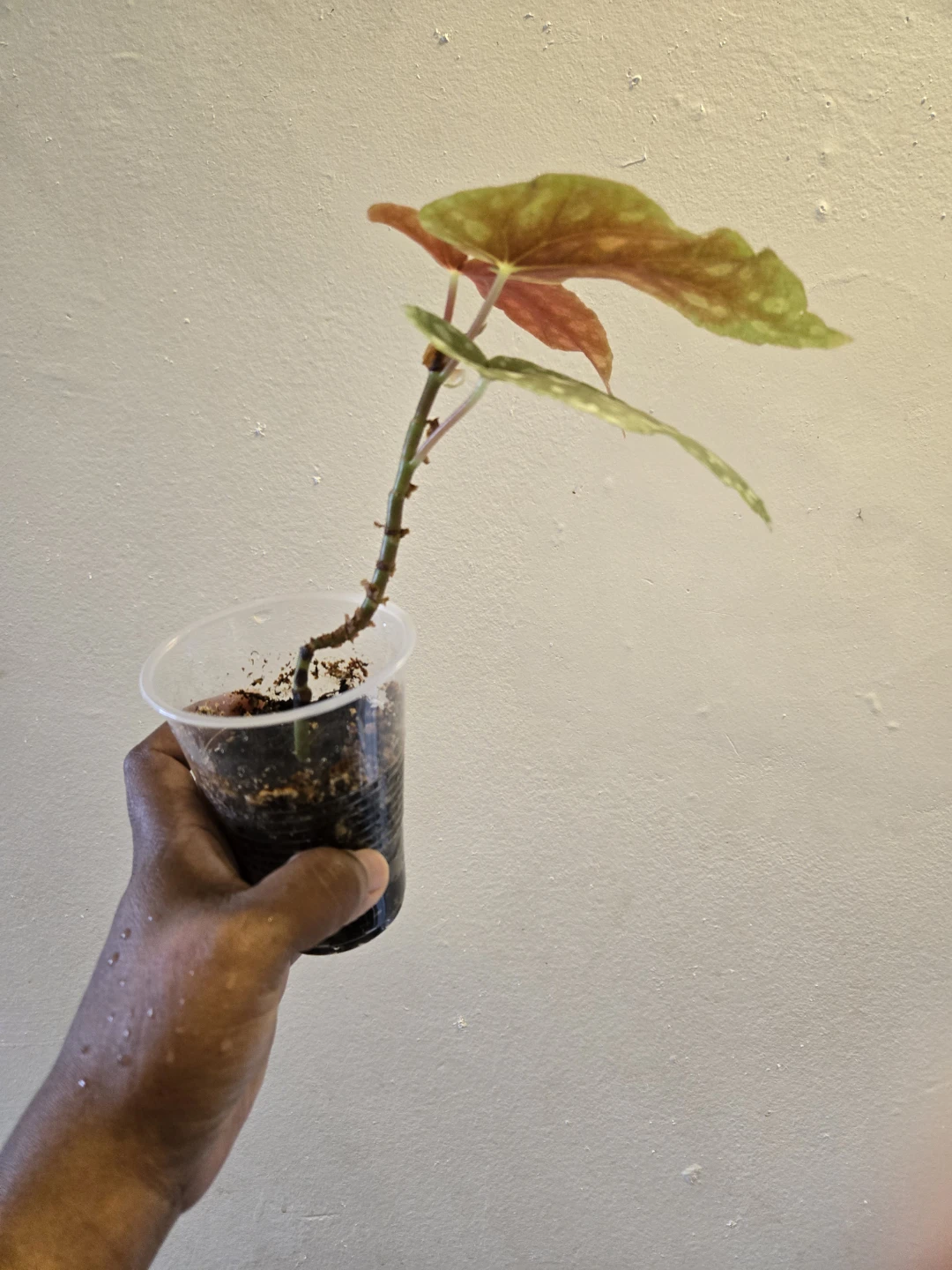 Begonia Plant✨️🪴 - photo 4