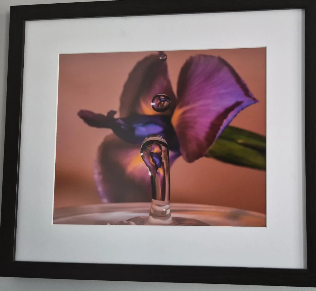 Framed Fine Art Photograph of Water Droplet on Iris