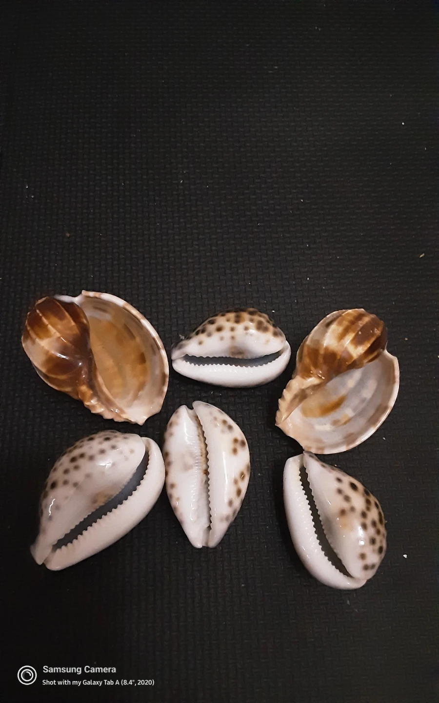 Seashells