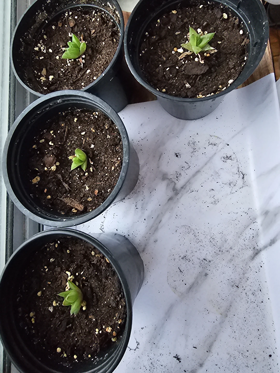 Haworthia Retusa Star Cactus Pups