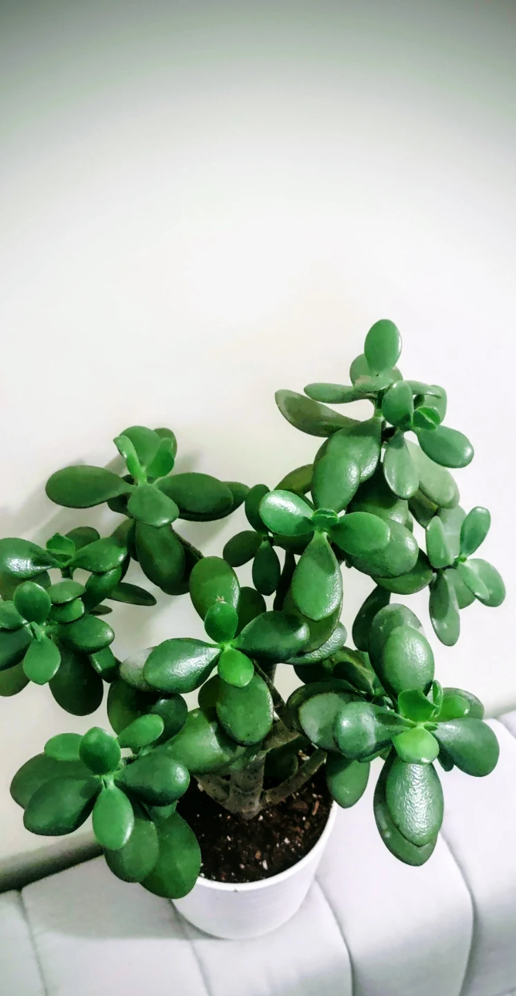 Jade Plant in White Pot- 18.5 inches 🧡 - photo 5