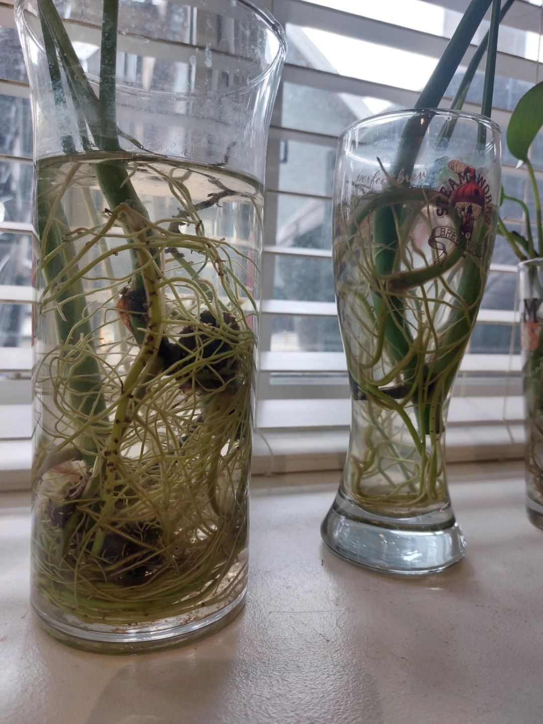 3 cute Monsteras - $10 for all - photo 4