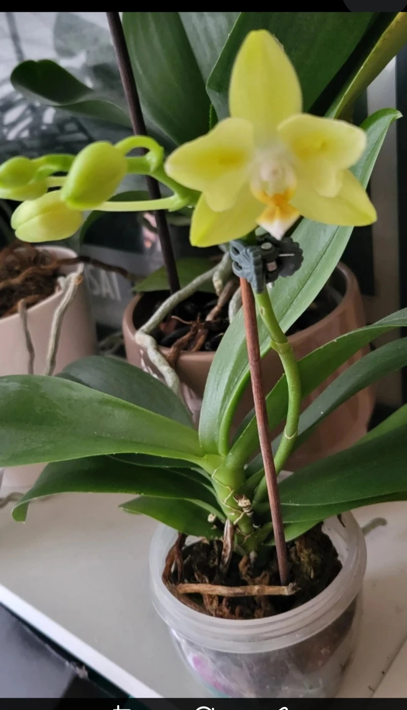 🤎 Yellow Phalaenopsis Orchid - photo 2