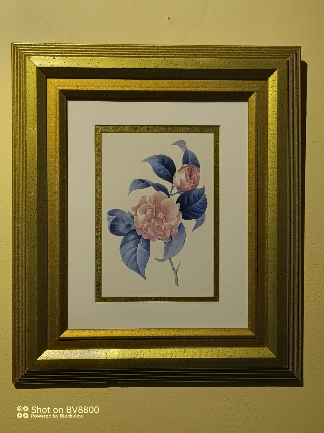 Hart Lake 7208 Redoute Florals Framed Print 11x14