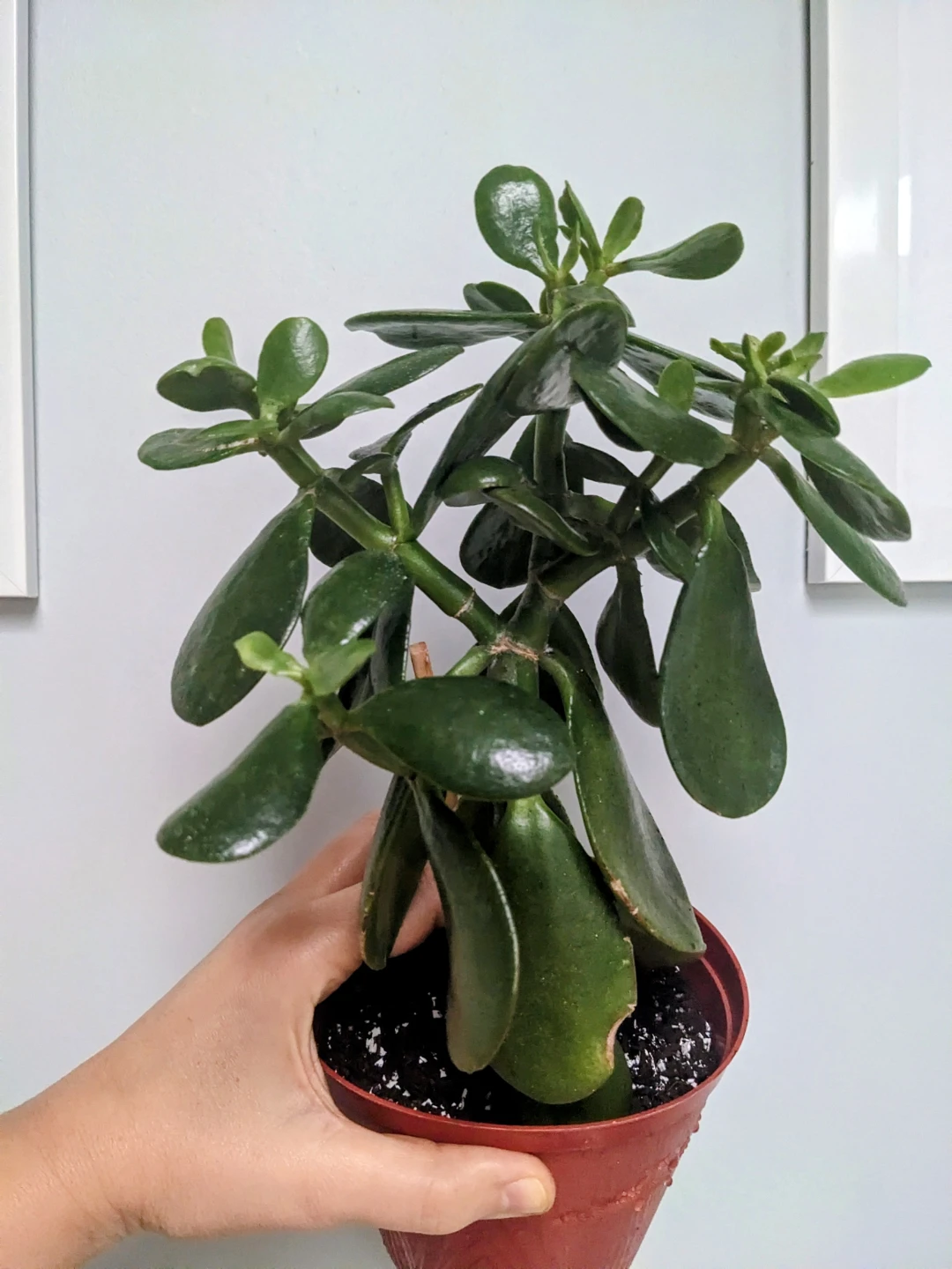 Assorted House/ Indoor Plants - photo 3