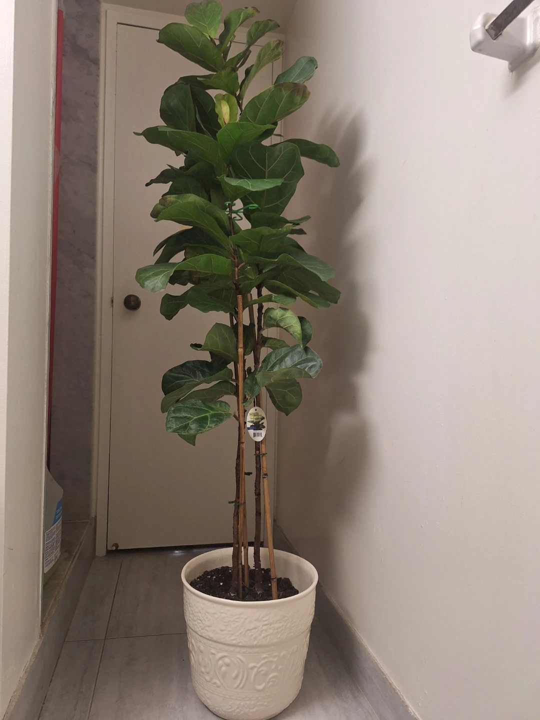 Fiddle Leaf Fig Plant with white ceramic pot