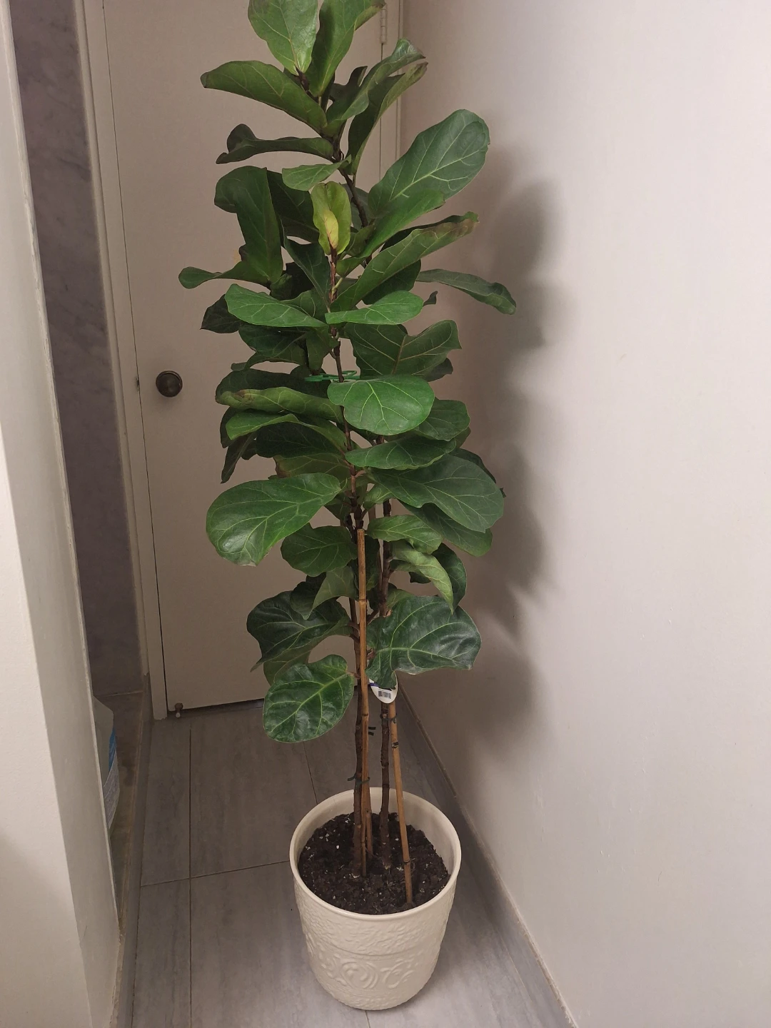 Fiddle Leaf Fig Plant with white ceramic pot - photo 3