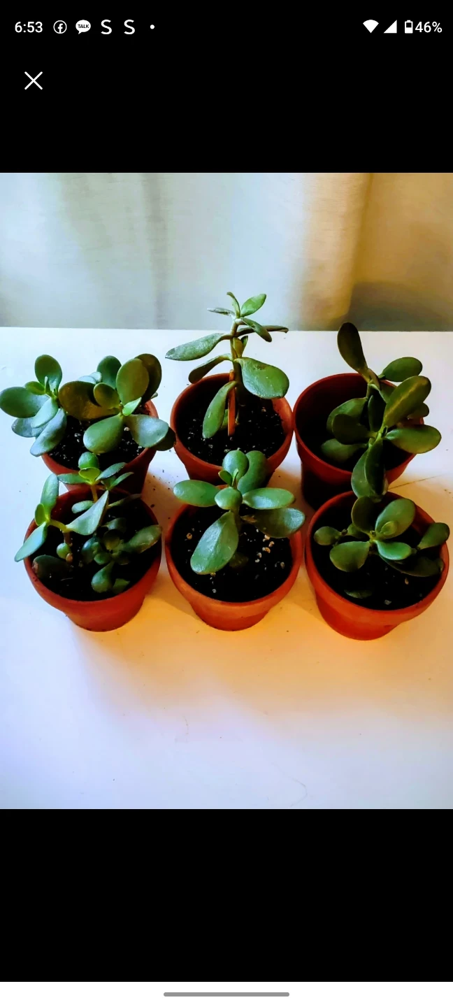 Potted Jade Plant 🧡