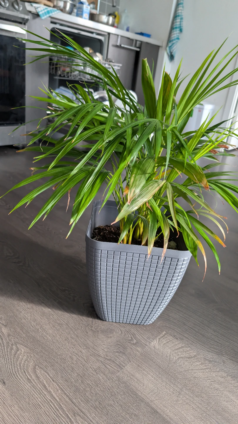 Areca Palm in Grey Pot