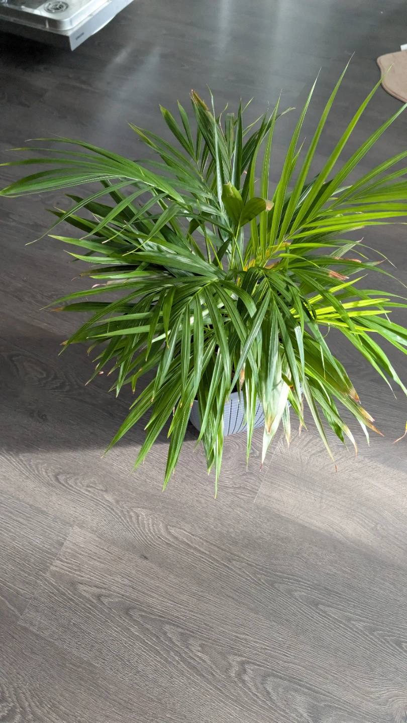 Areca Palm in Grey Pot - photo 2