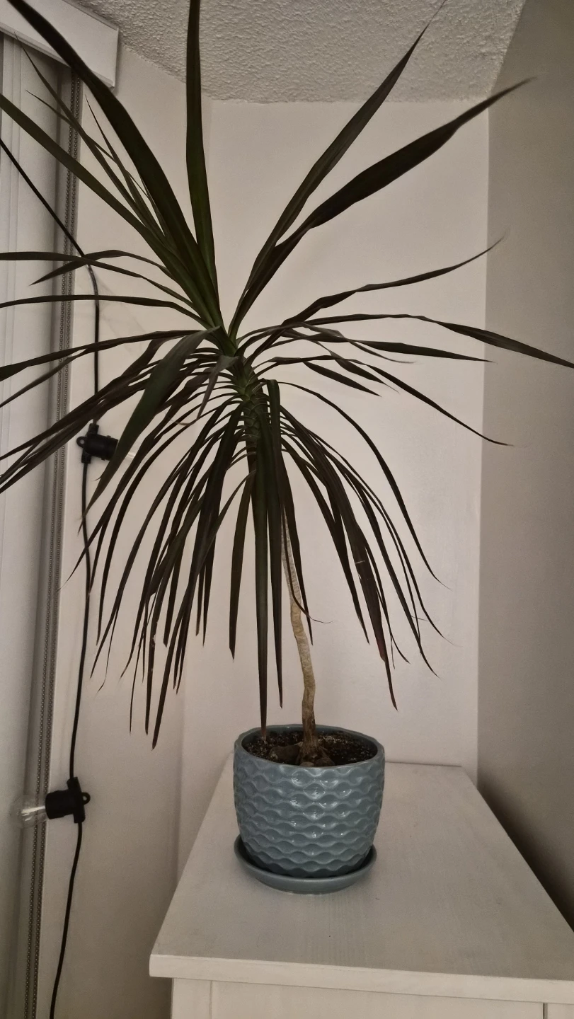 Dracaena Marginata Plant with Blue Pot - photo 2