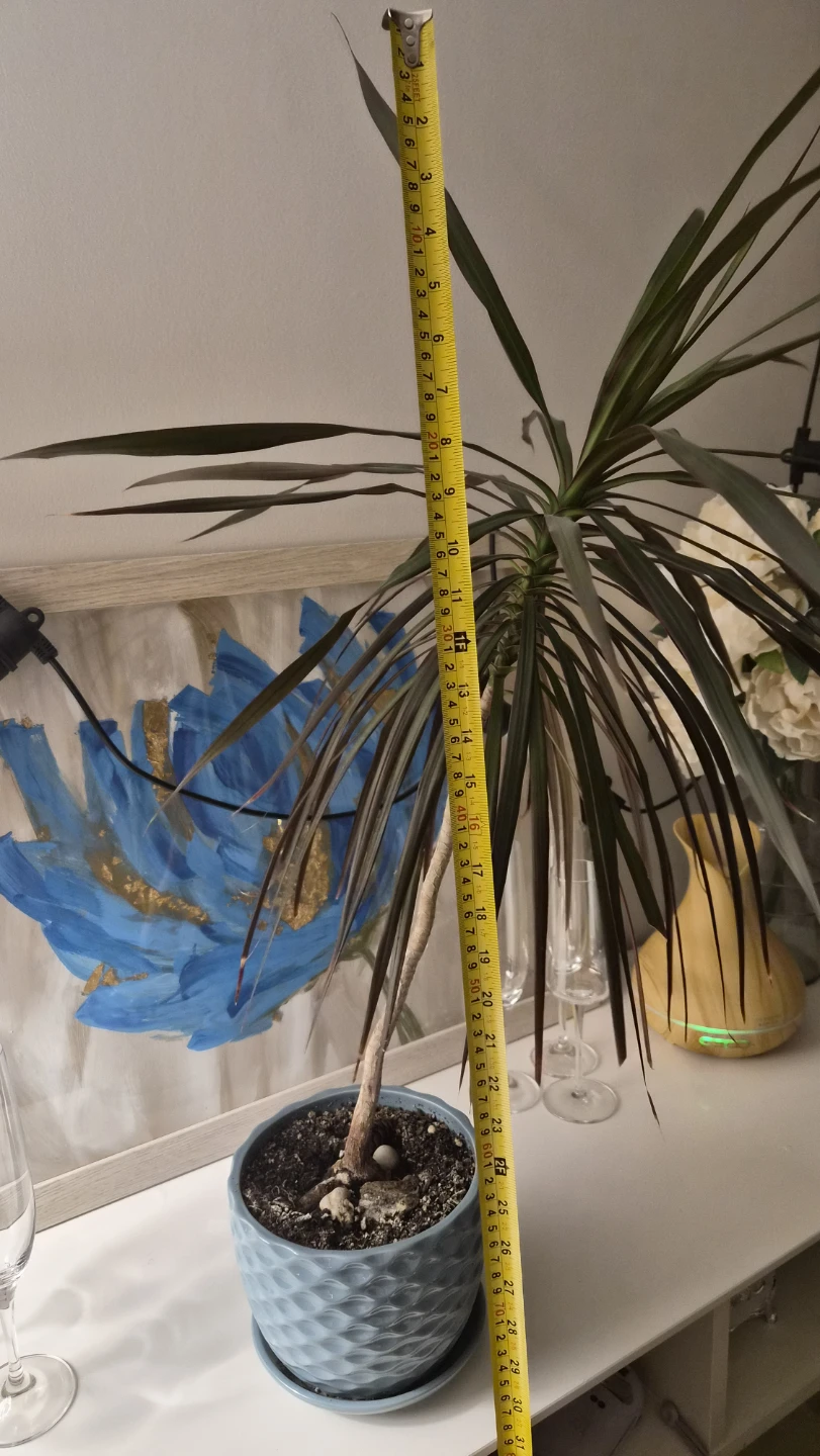 Dracaena Marginata Plant with Blue Pot - photo 3