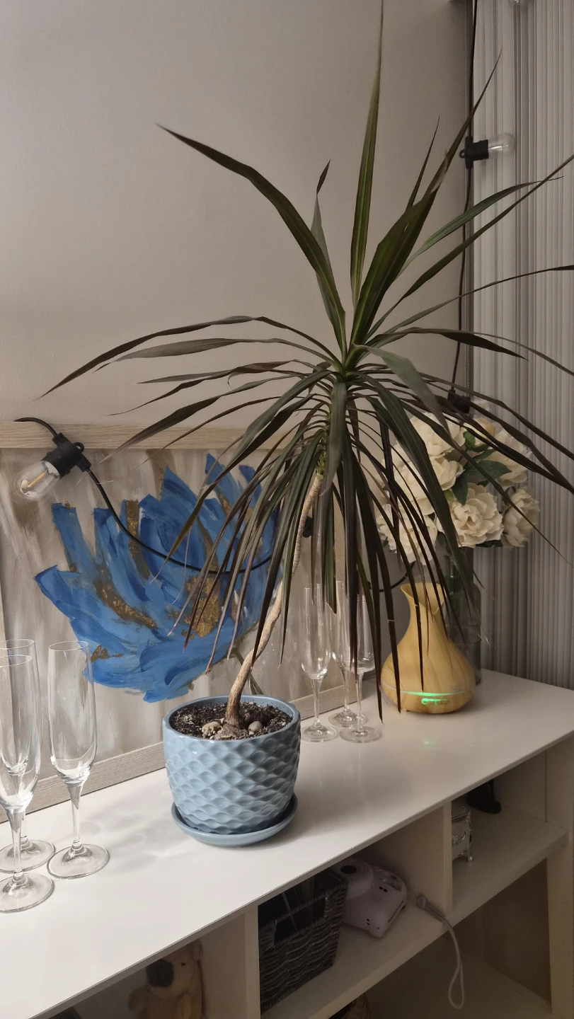 Dracaena Marginata Plant with Blue Pot - photo 4