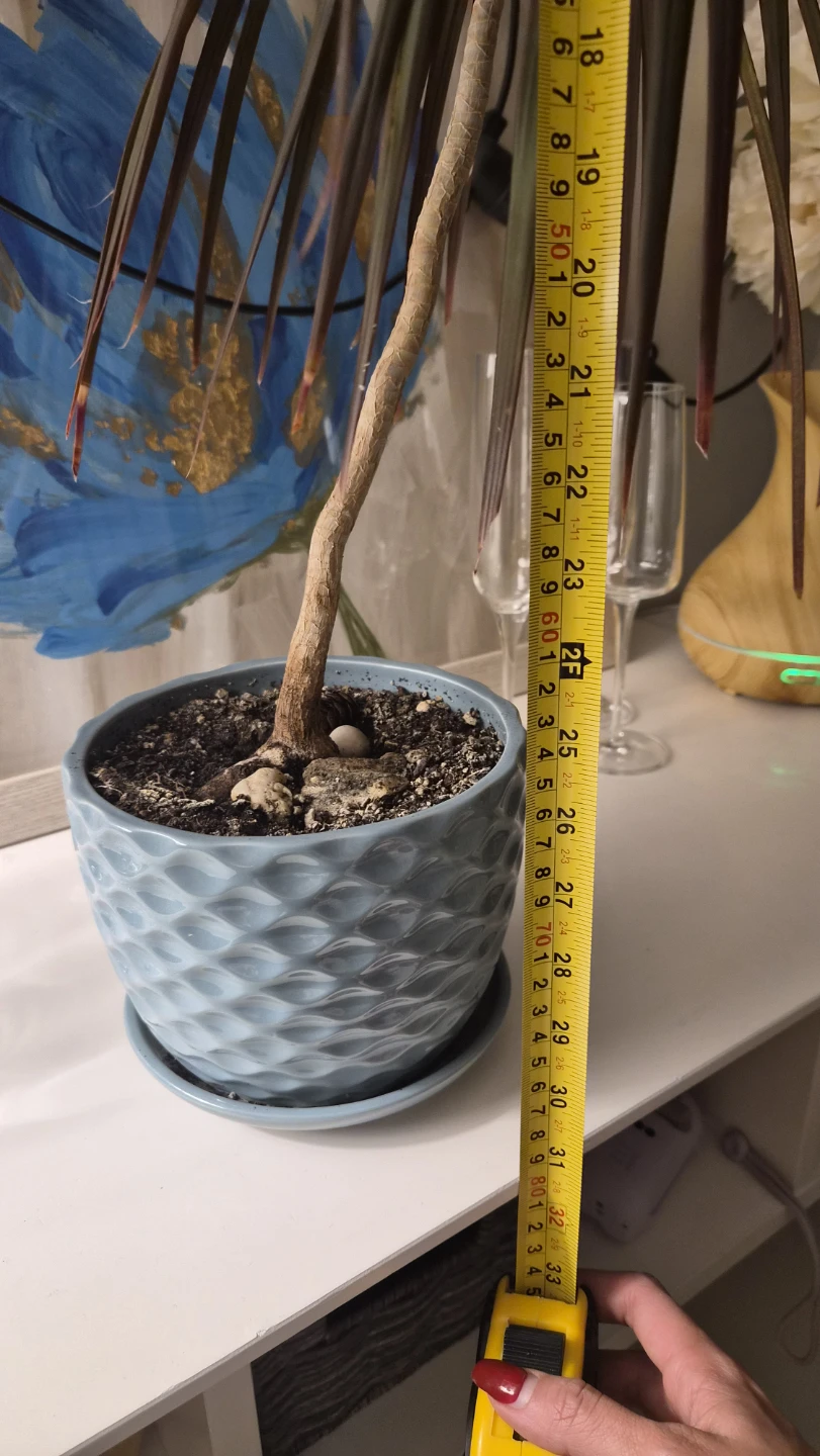 Dracaena Marginata Plant with Blue Pot - photo 5