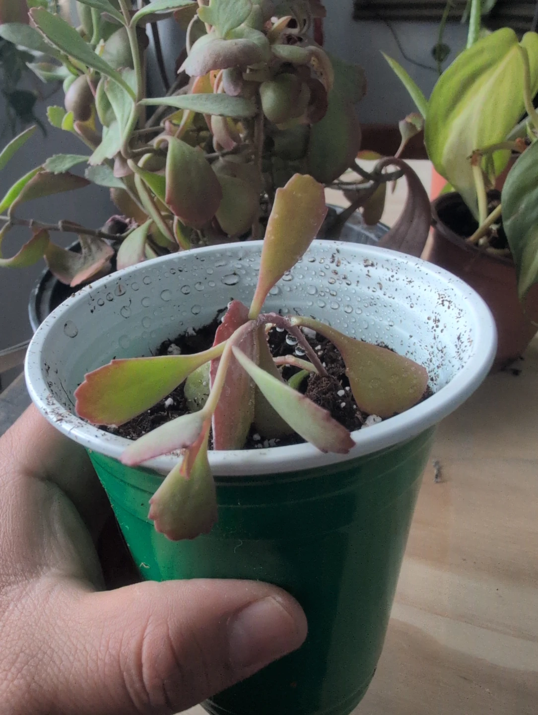 Kalanchoe fedtschenkoi