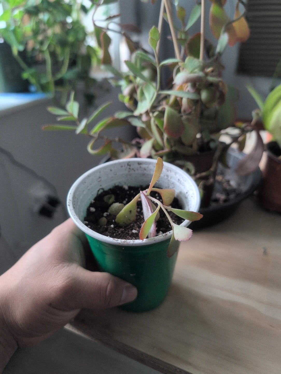 Kalanchoe fedtschenkoi - photo 2