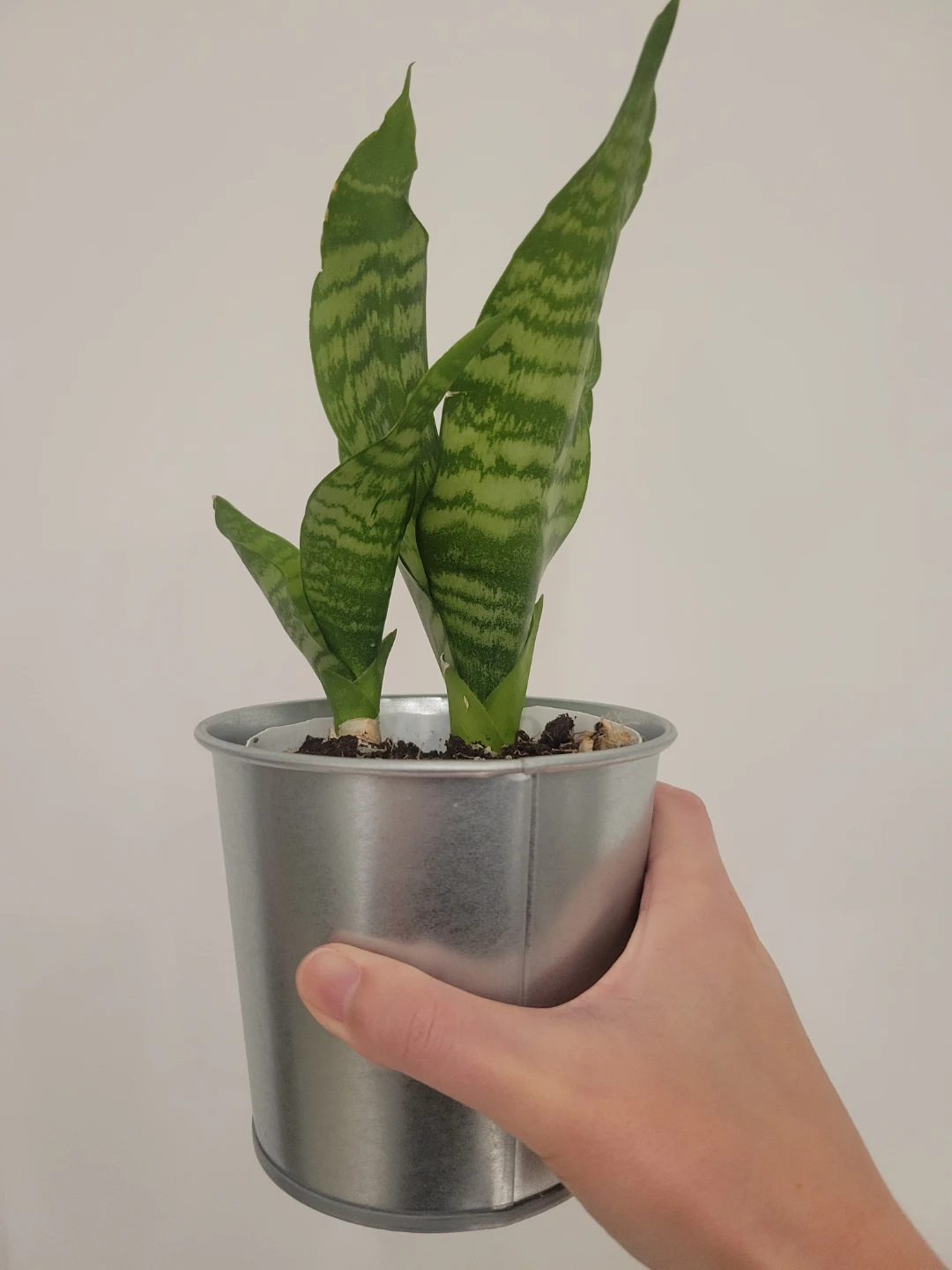 Snake Plant in Metal Pot 🥕