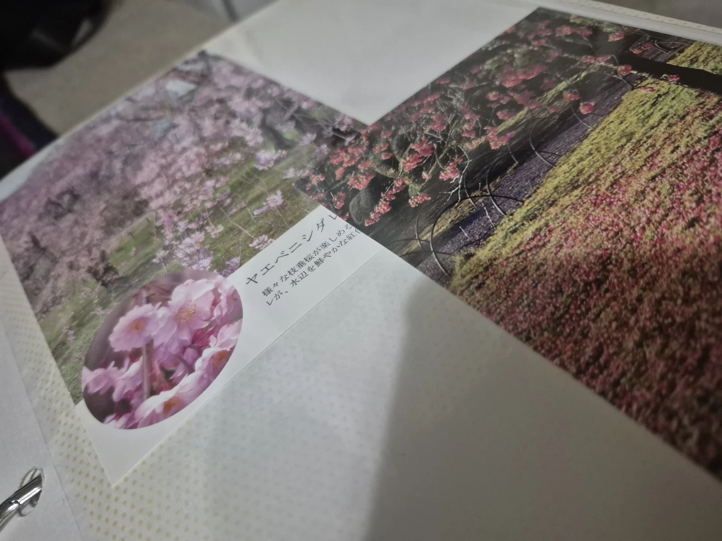 Vintage Photo Album with Japanese Art and Scenic Photos - photo 5
